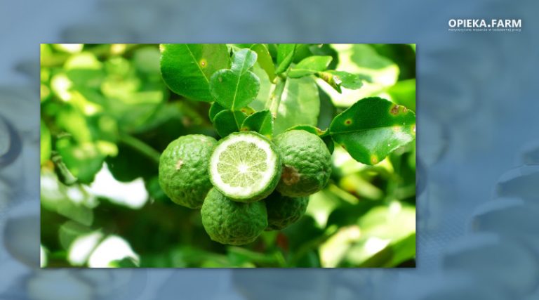 Citrus bergamia Risso & Poit.