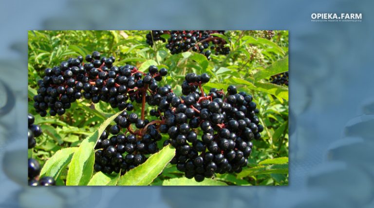 Sambucus nigra L.