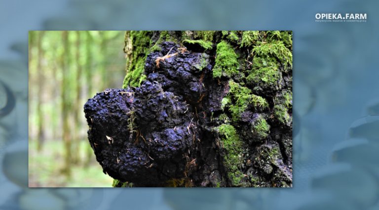 Chaga