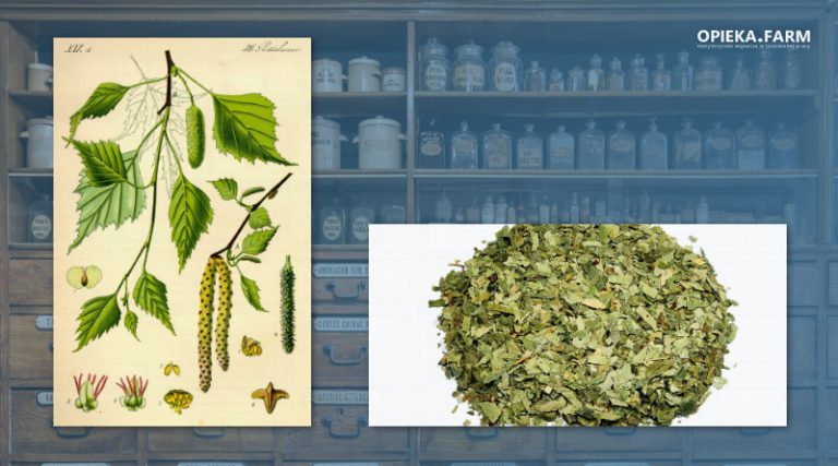 Brzoza brodawkowata – Betula verrucosa Ehrh.