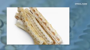 Shark cartilage