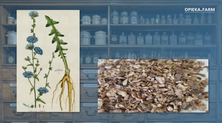 Cykoria podróżnik – Cichorium intybus
