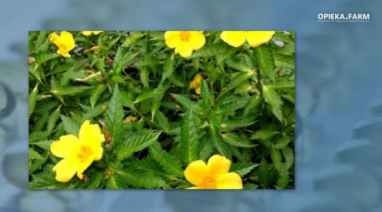 Turnera diffusa