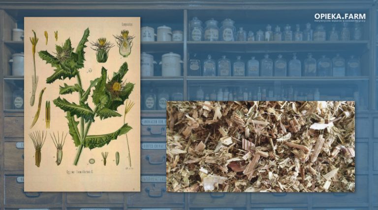 Drapacz lekarski – Cnicus benedictus