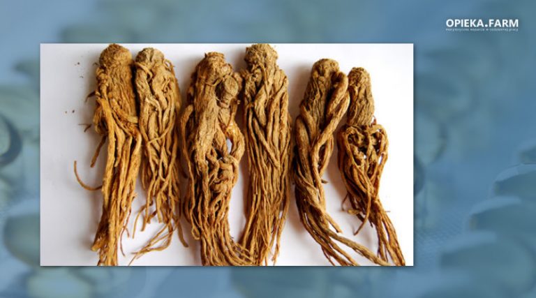 Żeński żeń-szeń