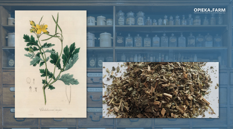 Glistnik jaskółcze ziele – Chelidonium majus