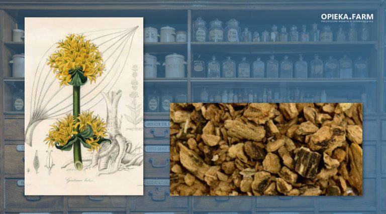 Goryczka żółta – Gentiana lutea