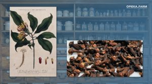 Goździkowiec korzenny – Syzygium aromaticum