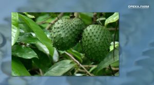 Annona muricata L.