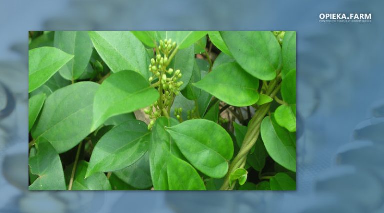 Gymnema sylvestre