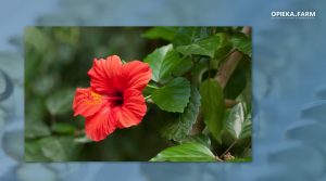 Hibiscus sabdariffa