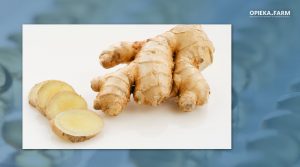 Zingiber officinale