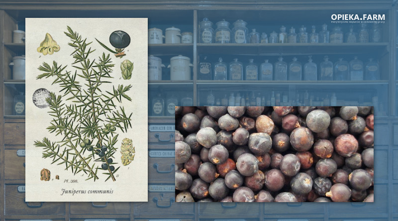 Jałowiec pospolity – Juniperus communis