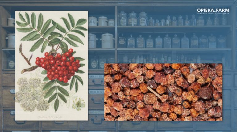 Jarząb pospolity – Sorbus aucuparia