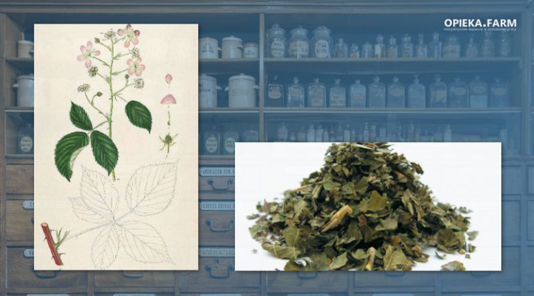 Jeżyna fałdowana – Rubus plicatus