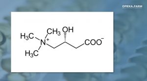 L-karnityna