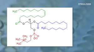 Fosfolipid sojowy