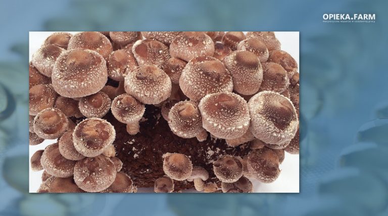Shiitake