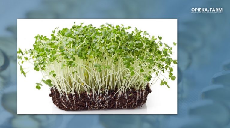 Alfalfa