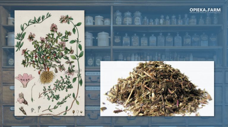 Macierzanka piaskowa – Thymus serpyllum