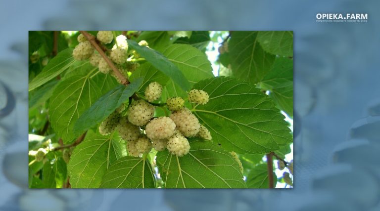 Morus alba
