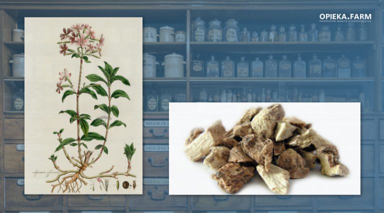 Mydlnica lekarska – Saponaria officinalis