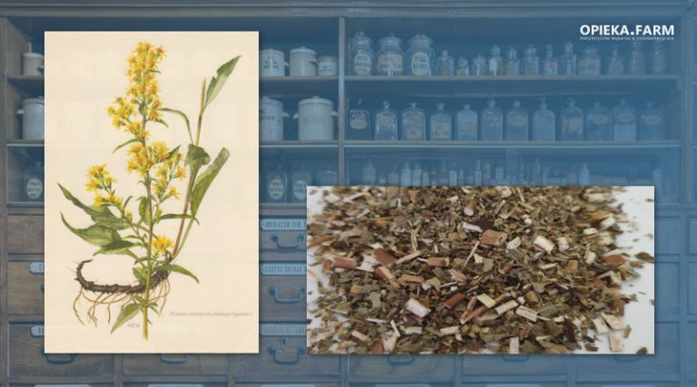 Nawłoć pospolita – Solidago virgaurea