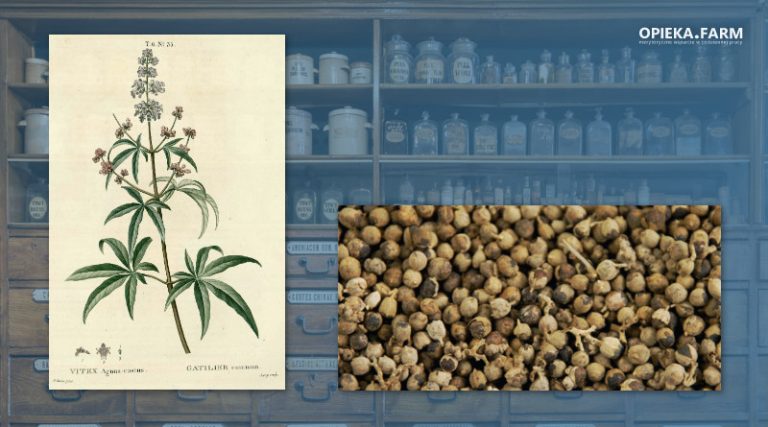 Niepokalanek pospolity – Vitex agnus-castus