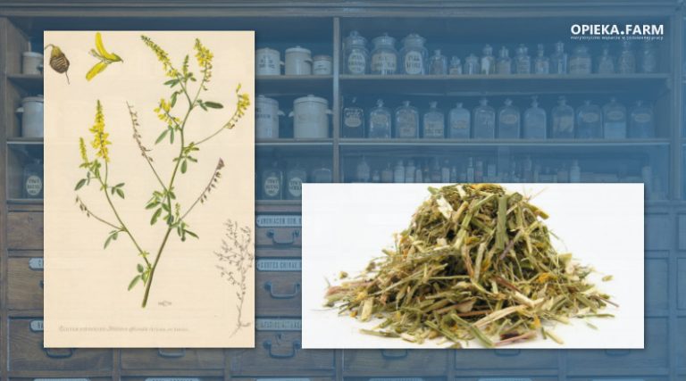 Nostrzyk żółty – Melilotus officinalis