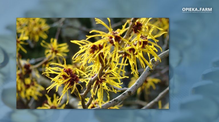 Hamamelis virginiana