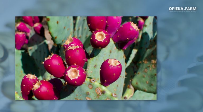 Opuntia ficus