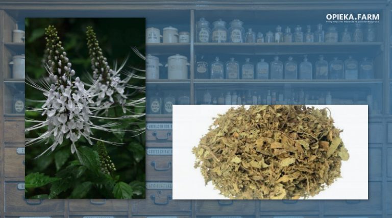 Ortosyfon groniasty – Orthosiphon aristatus