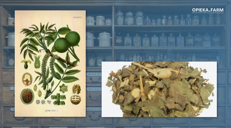 Orzech włoski – Juglans regia