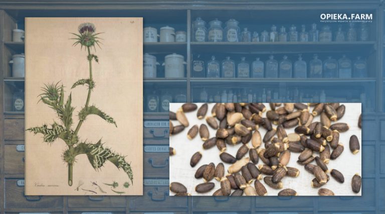 Ostropest plamisty – Silybum marianum