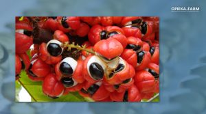 Guarana