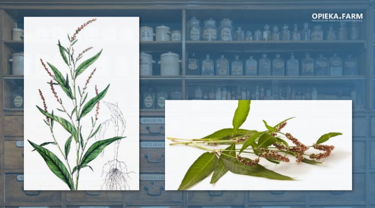 Rdest ostrogorzki – Persicaria hydropiper