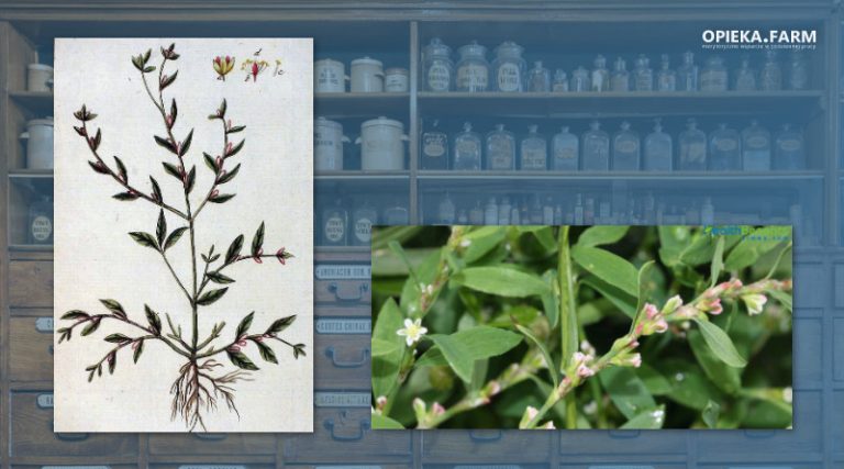 Rdest ptasi – Polygonum aviculare