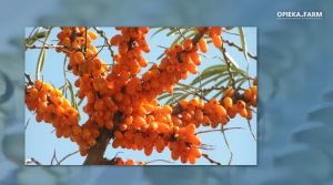 Hippophae rhamnoides L.