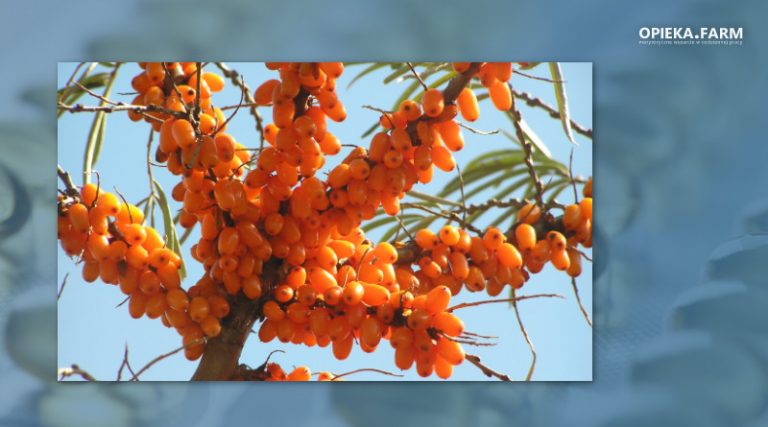 Hippophae rhamnoides L.