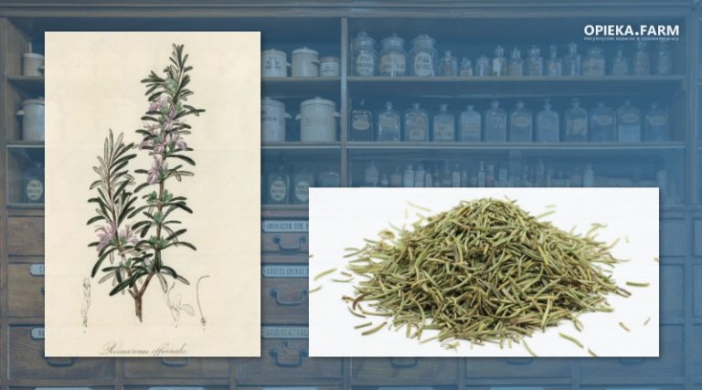 Rozmaryn lekarski – Rosmarinus officinalis