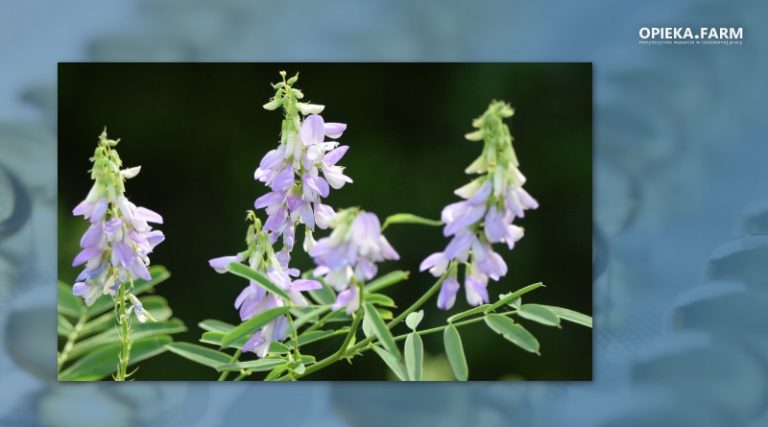 Galega officinalis L.