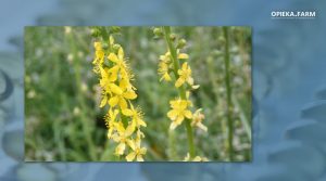 Agrimonia eupatoria L.