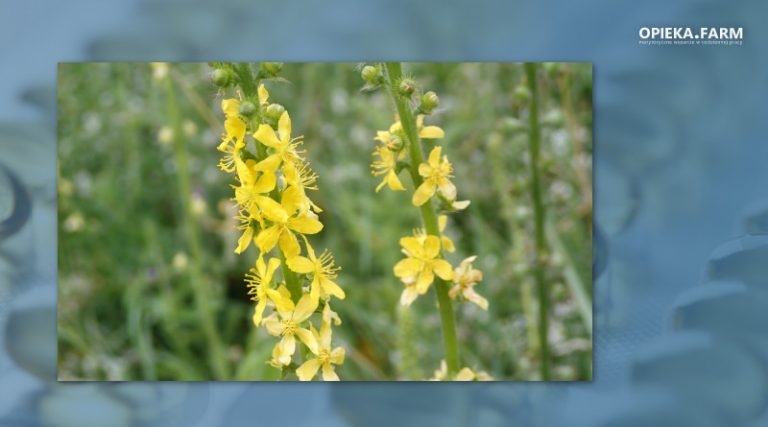 Agrimonia eupatoria L.