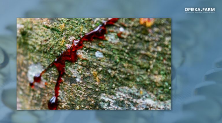 Croton lechleri Müll. Arg