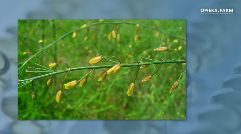 Asparagus officinalis L.