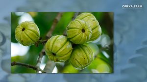 Garcinia cambogia