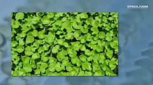Gotu kola