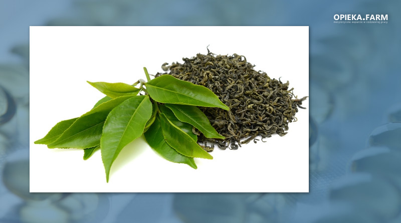 Zielona herbata - świeże i suszone liście