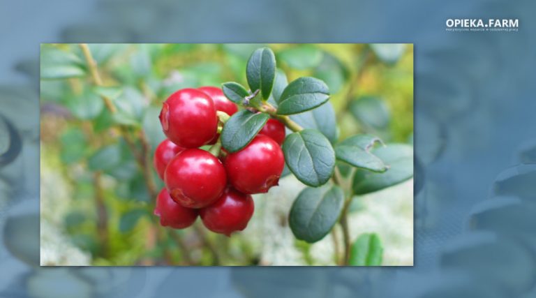 Vaccinium macrocarpon Aiton