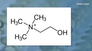 Trimetyloetanoloamina